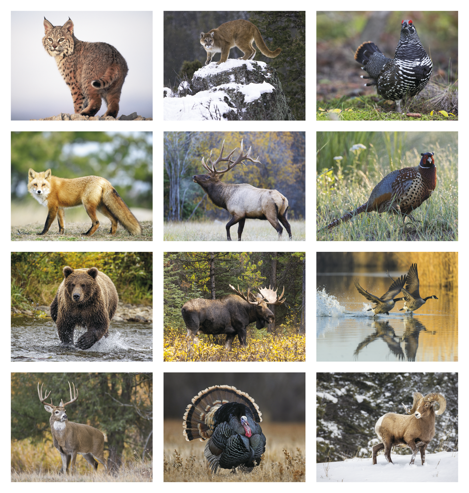 Wildlife Portraits Spiral Calendar Product Image