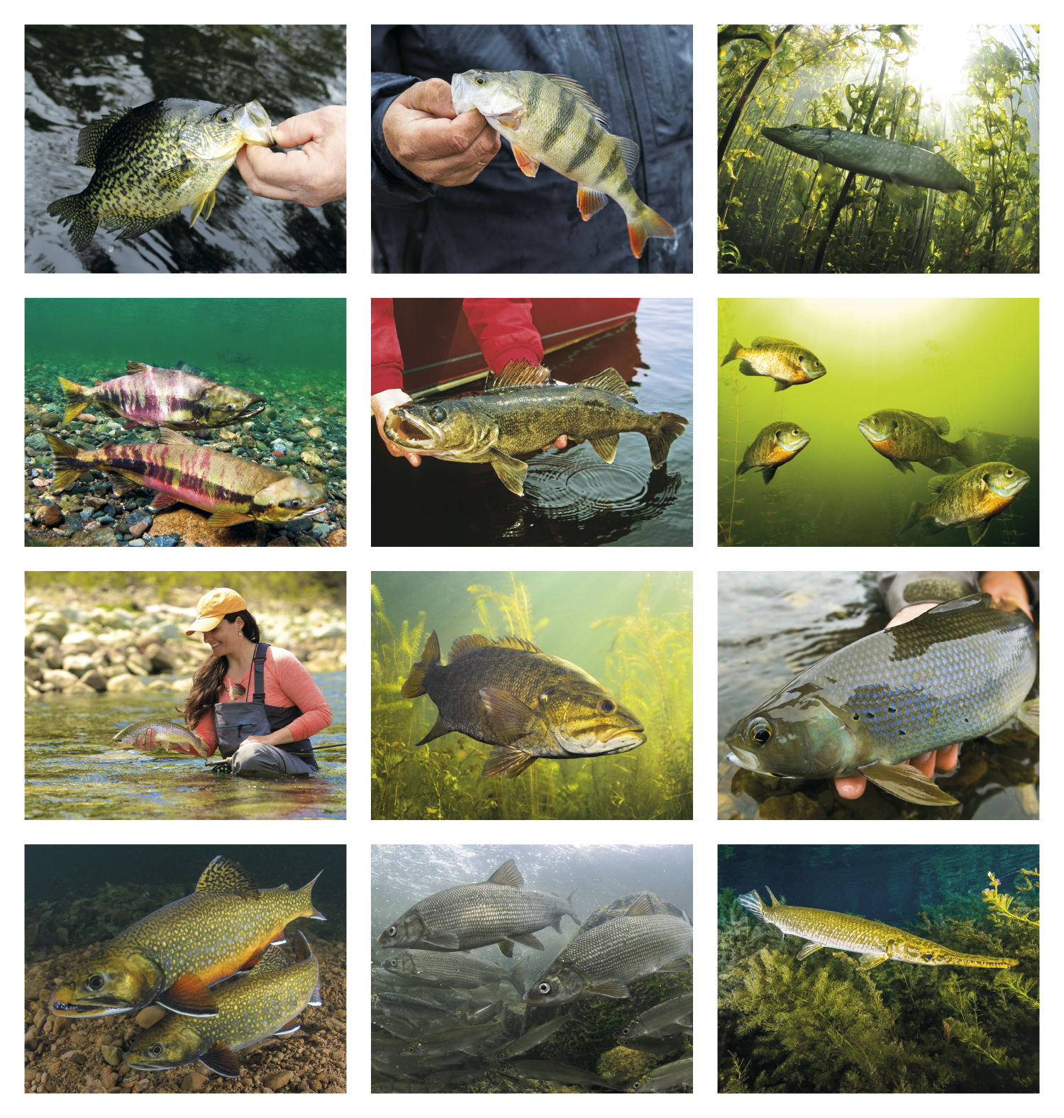 Fishing Stapled Calendar Product Image