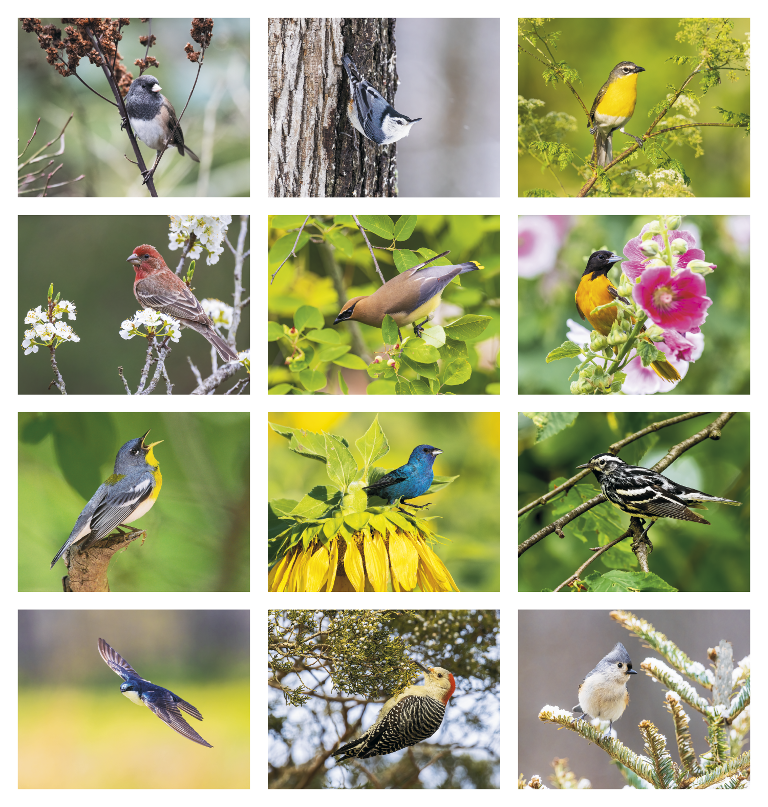 Birds of North America Stapled Calendar Product Image