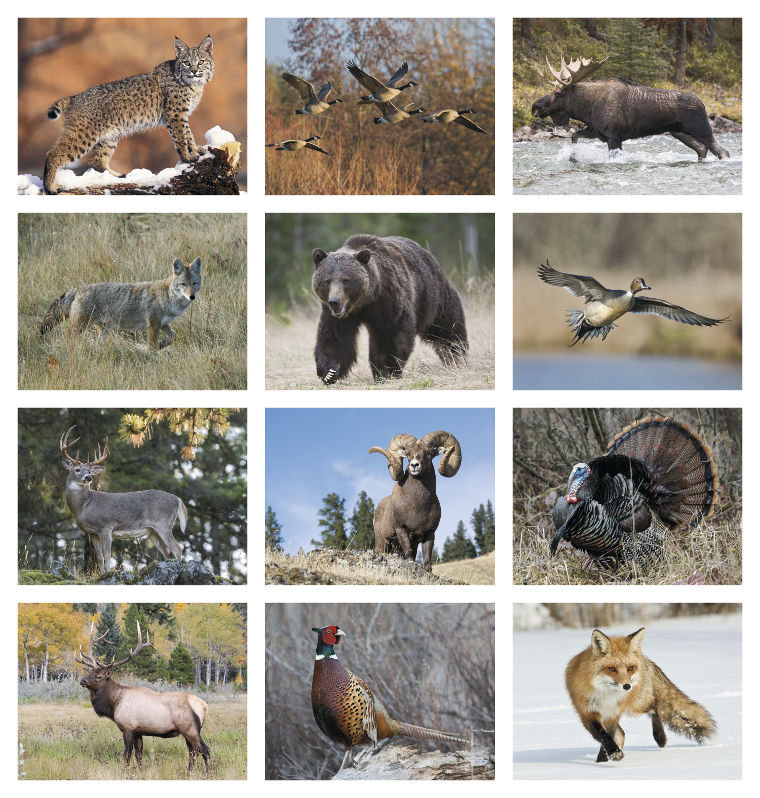 Wildlife Appointment Calendar Product Image