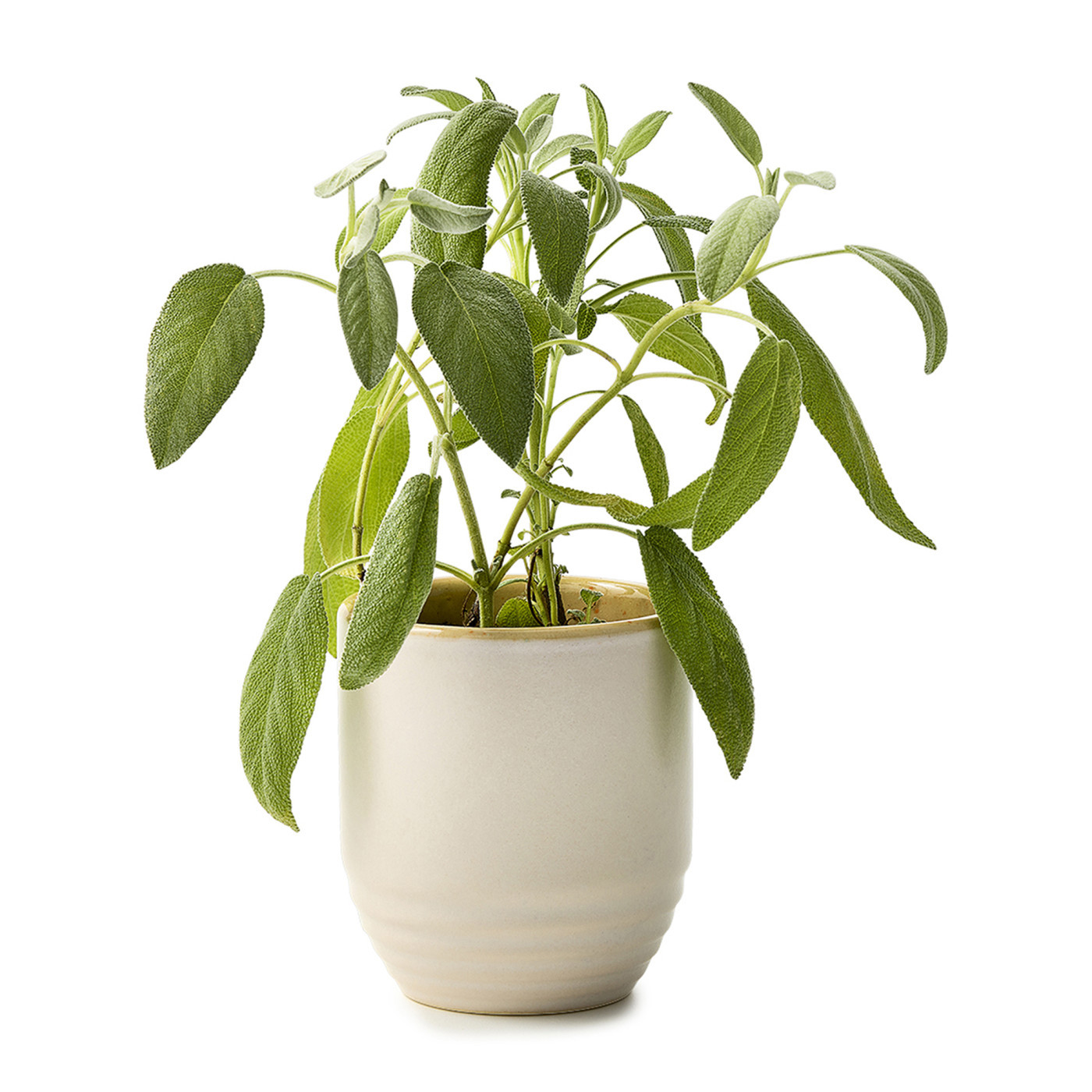 Modern Sprout® Garden Vibes Candle & Planter Product Image