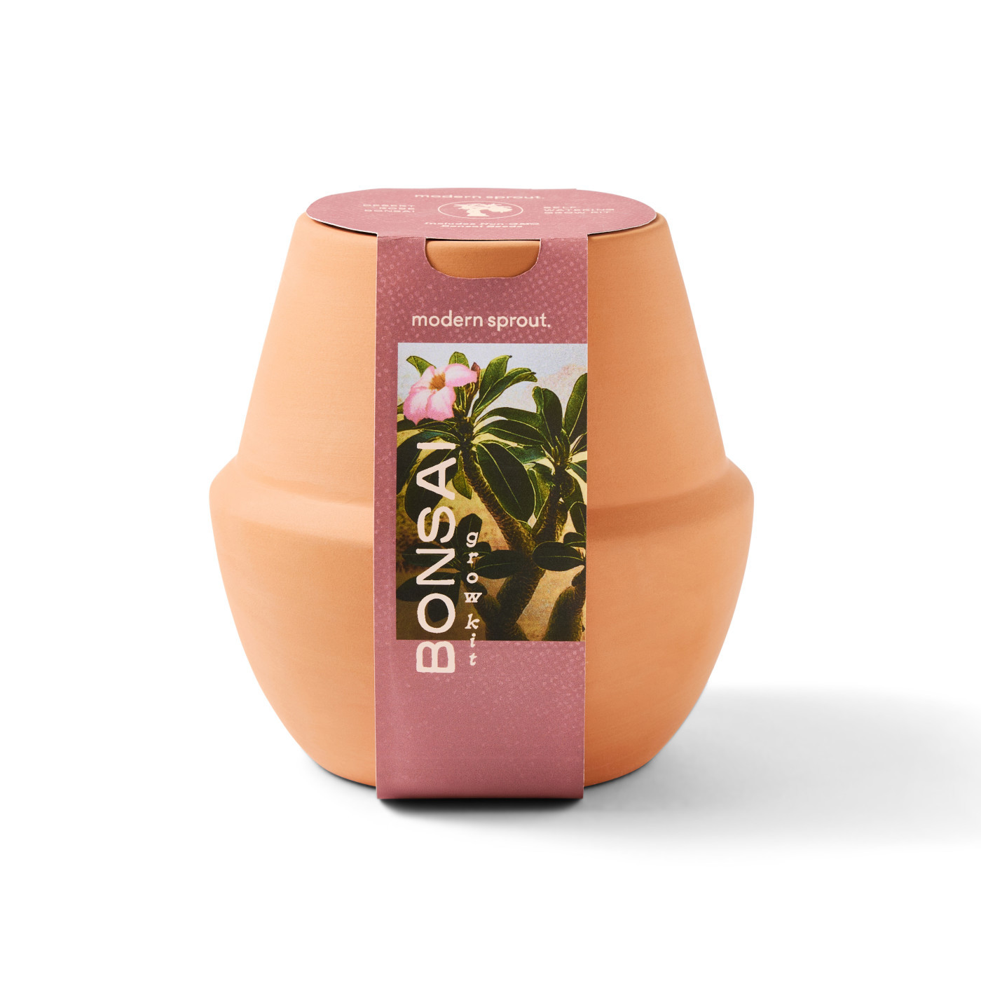 Modern Sprout® Modern Terracotta Bonsai Grow Kit Product Image