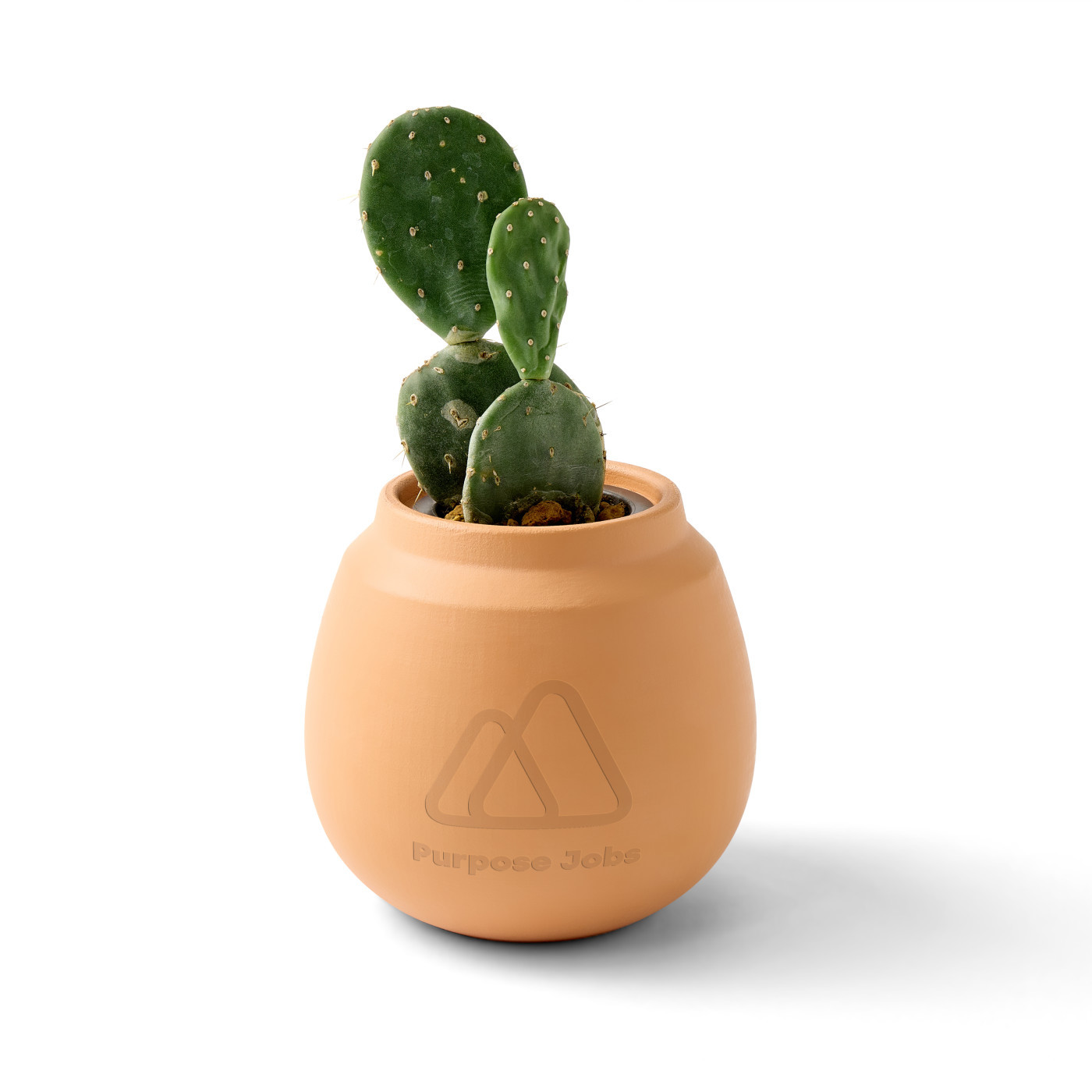 Modern Sprout® Modern Terracotta Cactus Grow Kit Product Image