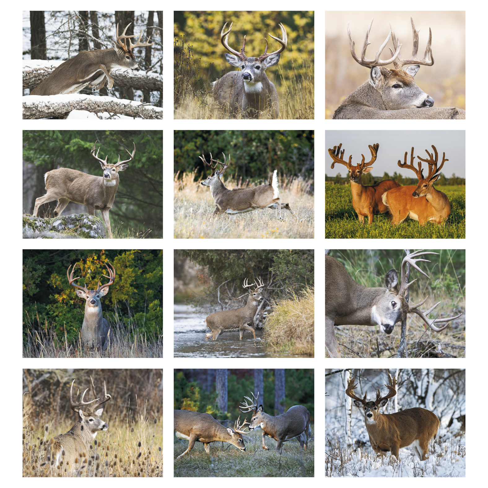 2027 trophy whitetail deer appointment calendar featuring close-up wildlife photography of trophy whitetail deer and a glossy cover.