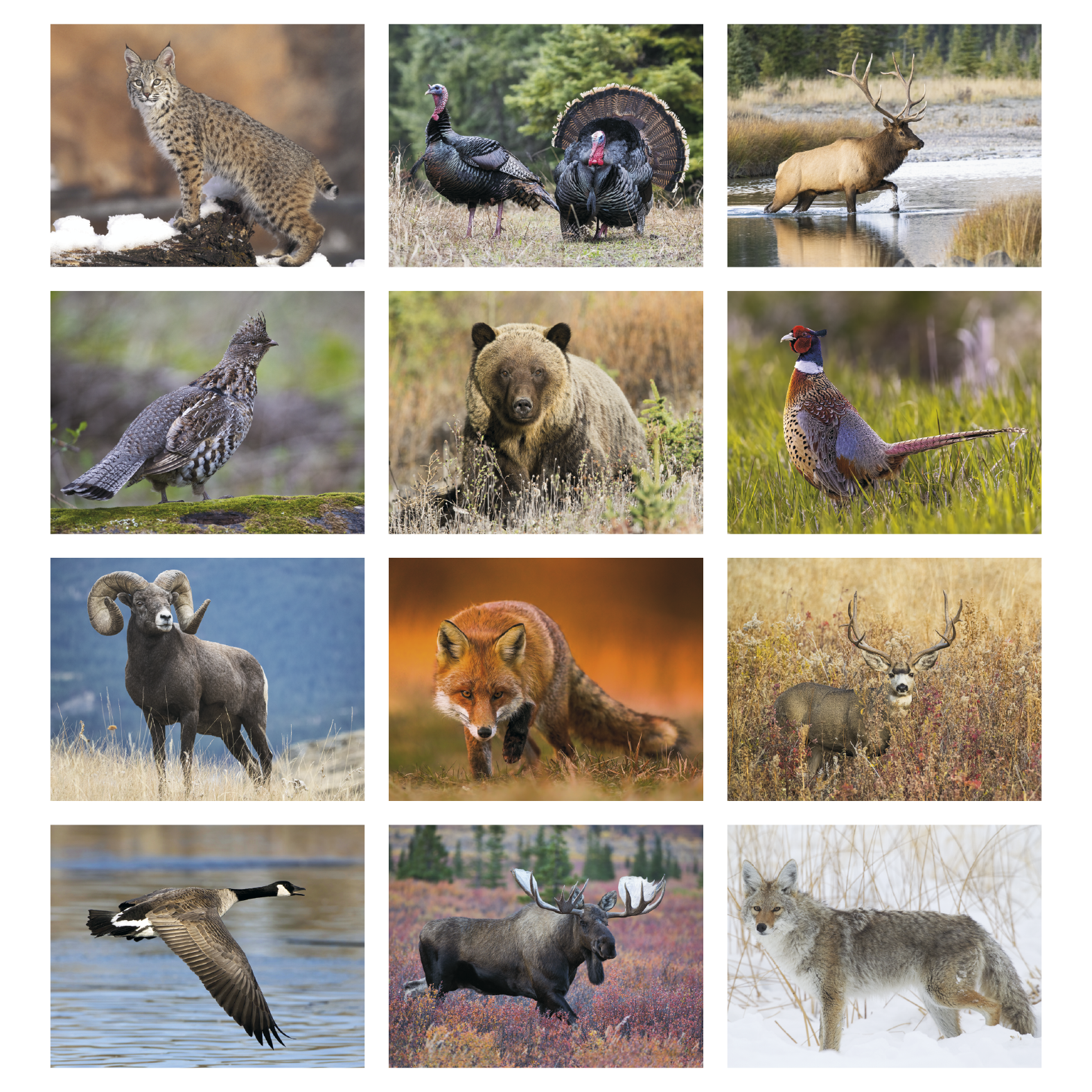2027 North American wildlife calendar featuring striking photographs of wild animals in their native habitats with a glossy cover.