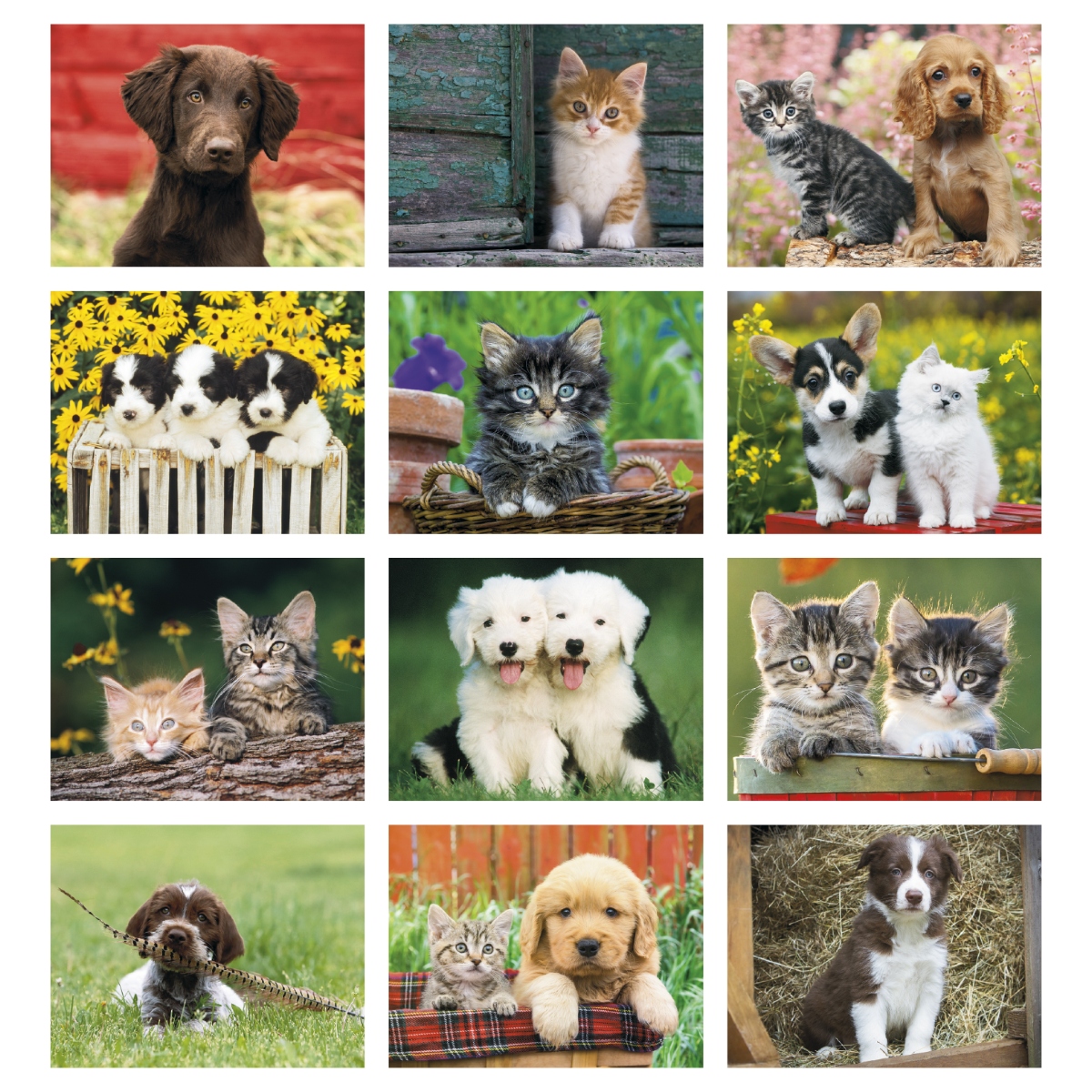 Puppy and kitten wall calendar featuring adorable animal photography.