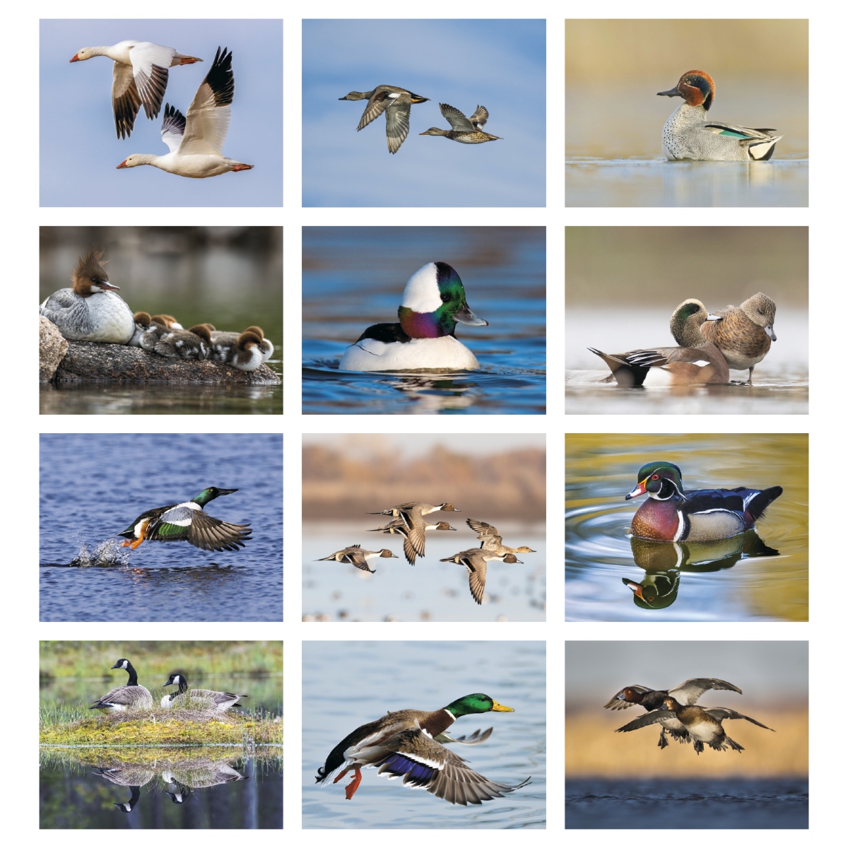 Wall calendar featuring North American waterfowl and scenic wildlife photography.