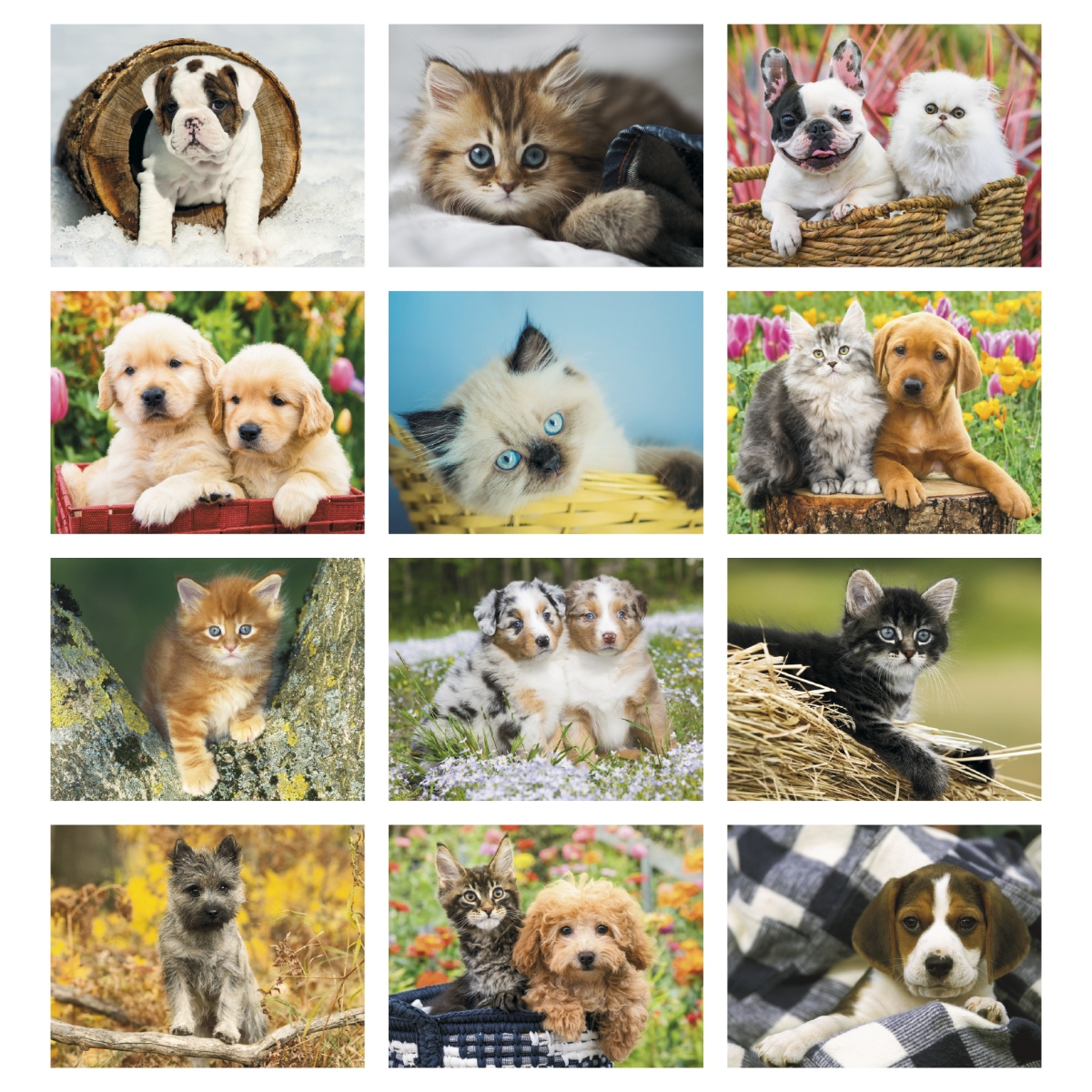 Cute puppy and kitten wall calendar featuring adorable pet photography and charming animal images throughout the year.
