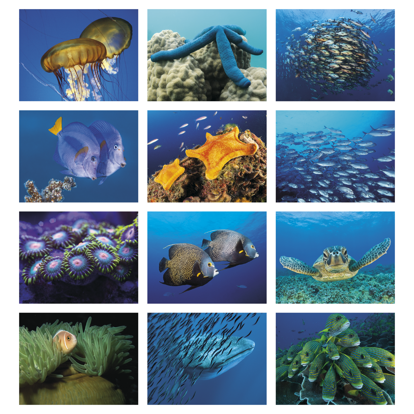 2027 spiral wall calendar featuring colorful sea life photography, including tropical fish, sea turtles, coral reefs, dolphins, and other marine animals with a glossy UV-coated cover.