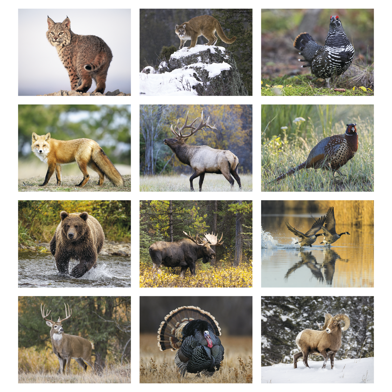 Stapled wildlife appointment calendar featuring close-up photographs of North American wild animals with a glossy UV-coated cover printed on FSC® and SFI® certified paper.