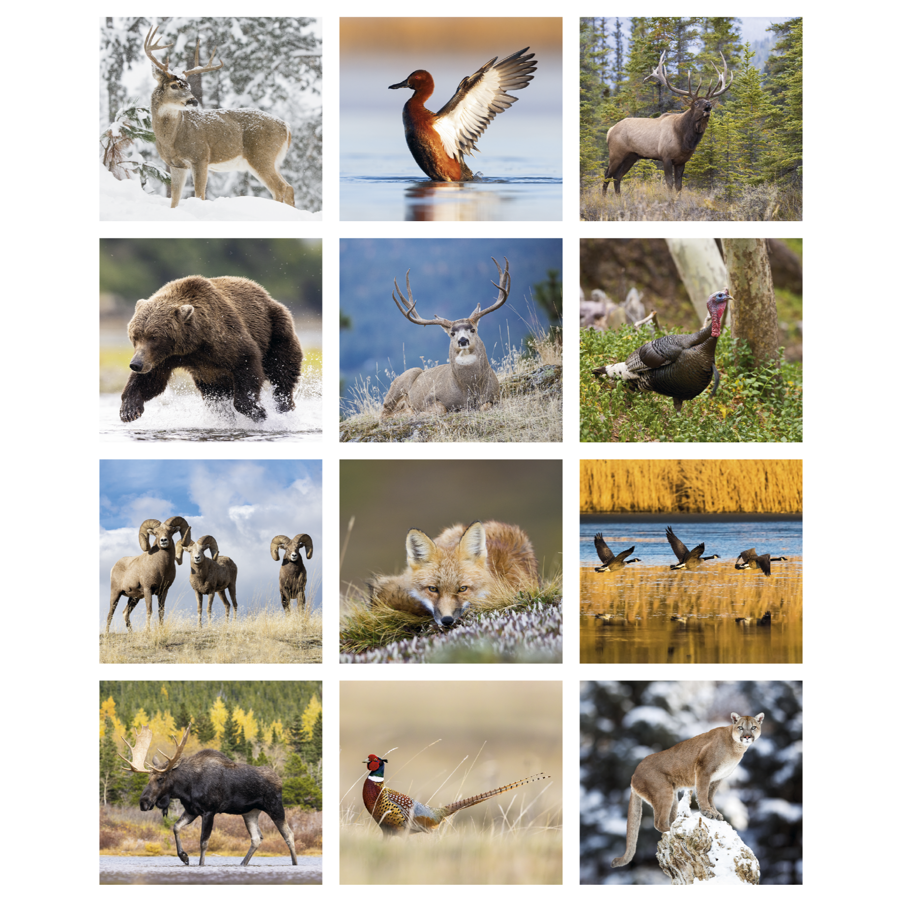 Sportsman wall calendar featuring full-color wildlife photography, outdoor tips, featured animal information, Wright's Guide to the best fishing days, and an FSC®-certified paper finish.