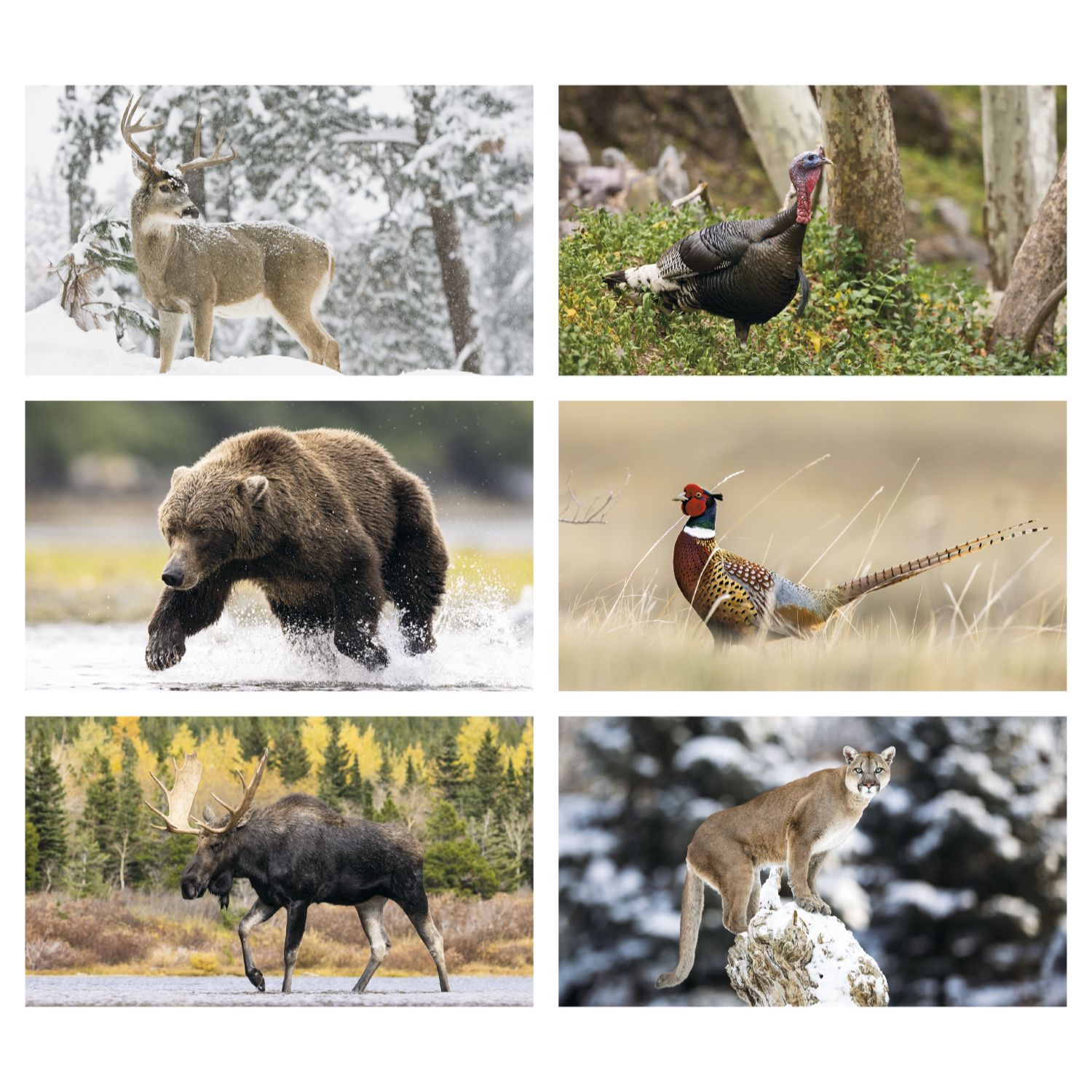 2027 wildlife wall calendar featuring stunning photographs of wild animals in their natural habitats with a custom company logo displayed on the calendar header.