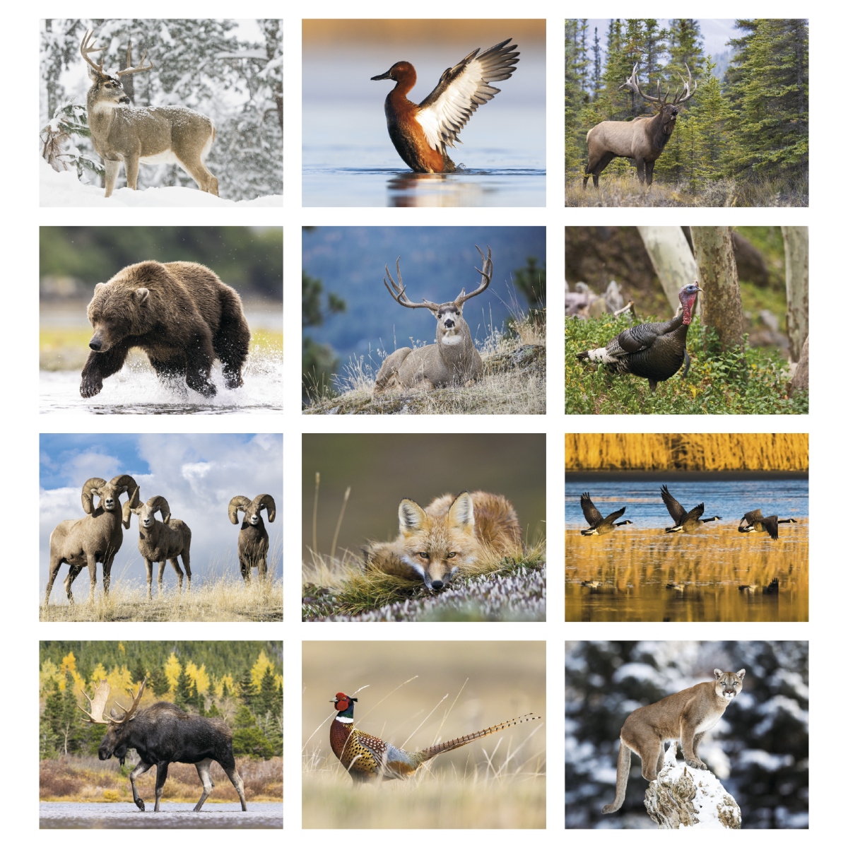 Regional hunting calendar with specialized information for KY, TN, NC, SC, MS, AL, GA, FL, and AR, plus a guide to the best fishing days.