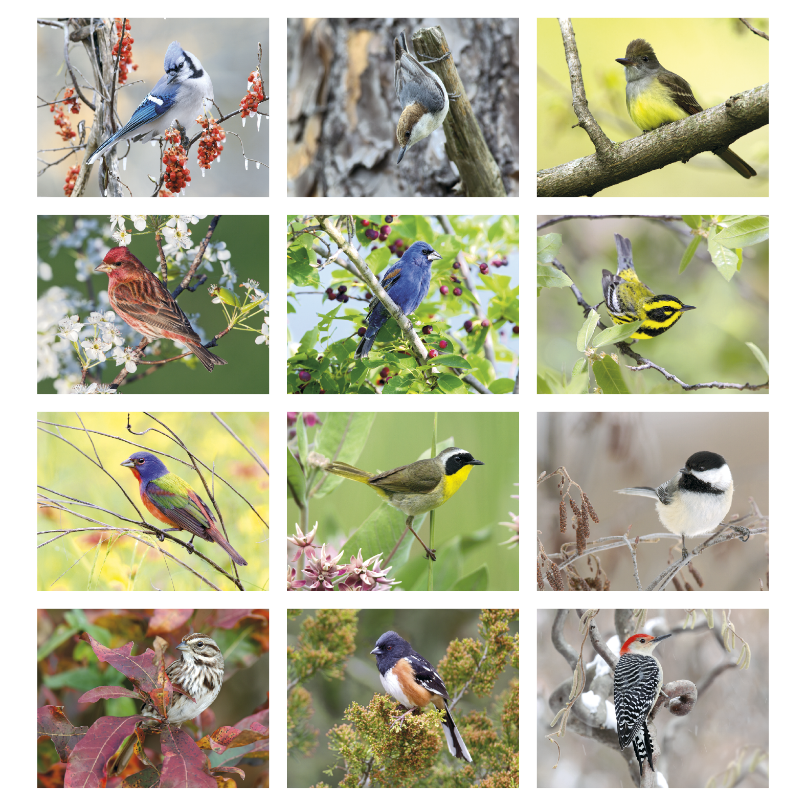 Birds Calendar featuring close-up photos of colorful North American birds with brief bird information.