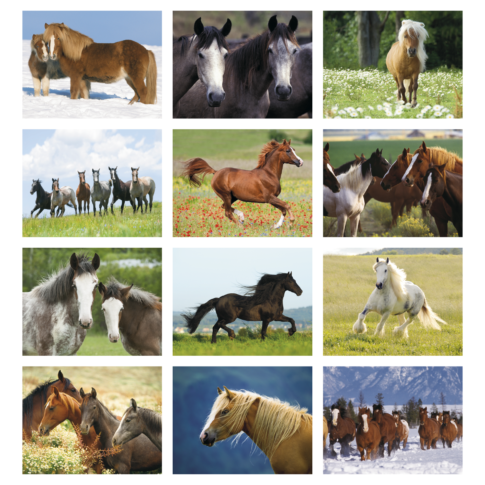 Horses Calendar featuring majestic horses in a scenic outdoor landscape with a large monthly date grid for home or office planning.