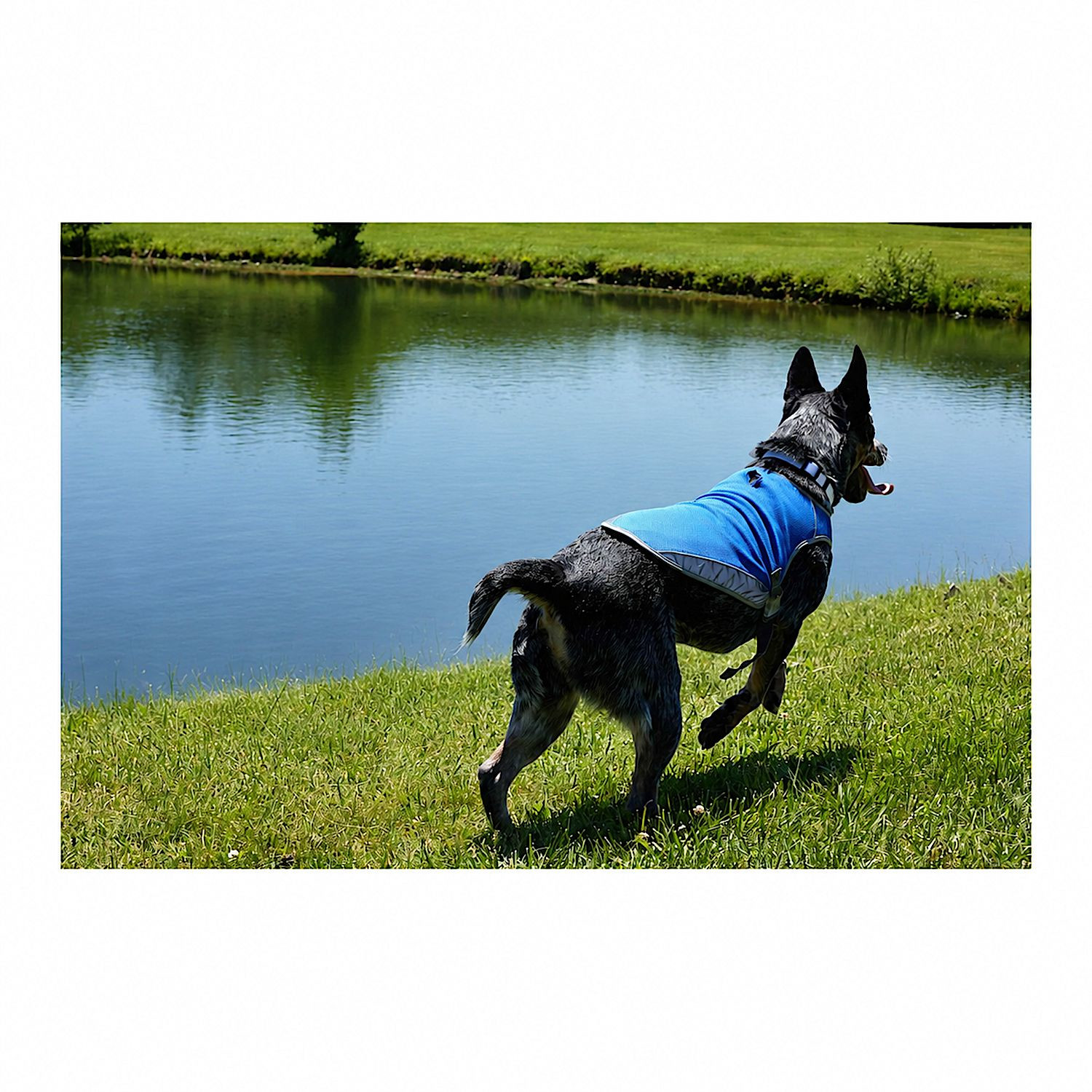 Blue reflective pet vest made from 100% polyester with reflective strips, lightweight construction, and an easy-access leash opening compatible with collars and harnesses.