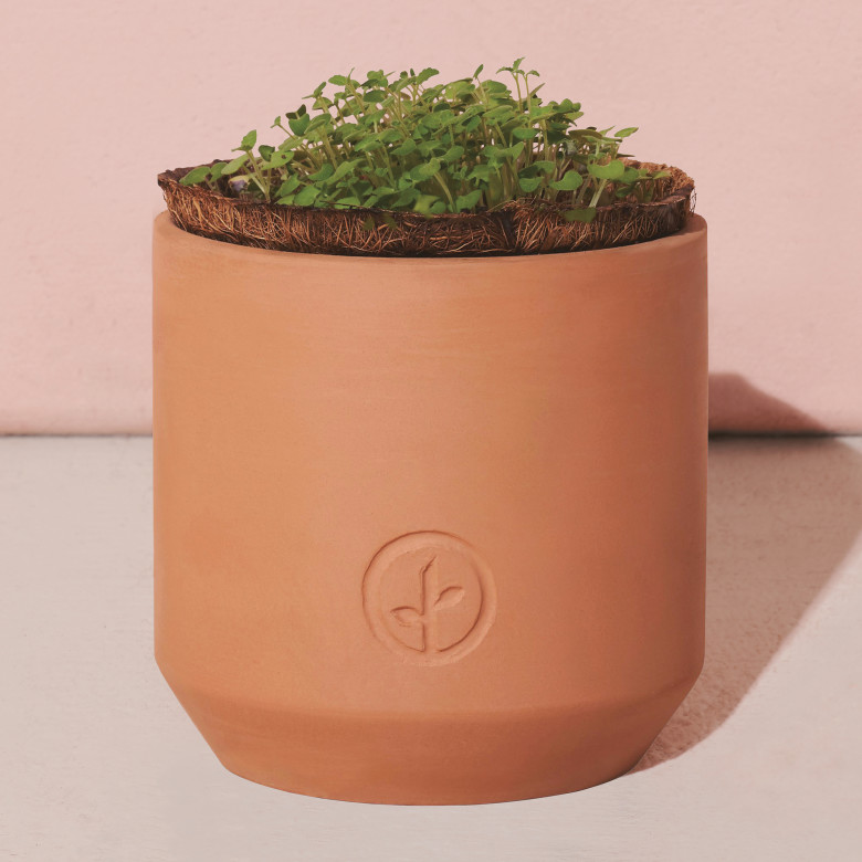 Modern Sprout® Tiny Terracotta Grow Kit Champagne Poppies Product Image